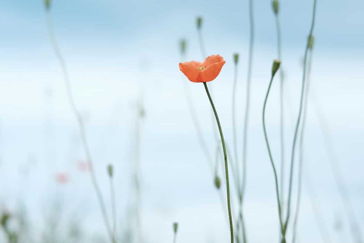 Reclaiming Hope and Healing: The First Episode Psychosis (FEP) Program at HDC